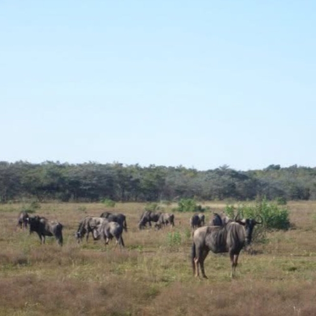 Wildebeest